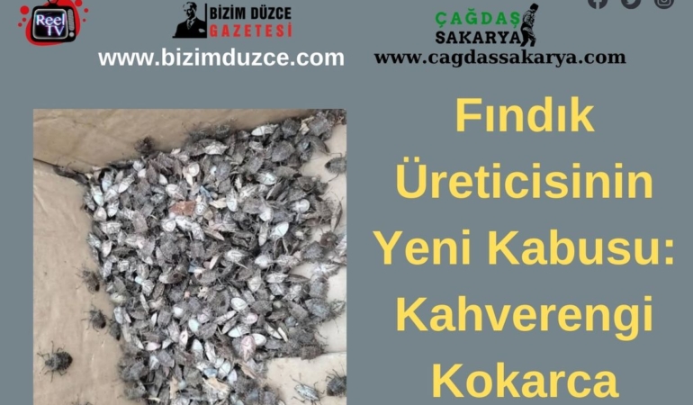 Fındık Üreticisinin Yeni Kabusu: Kokarca